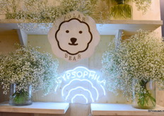 De Polar Bear Gypso van Ball is gewild voor de grote bloemen, zware plant en low mortality rate.